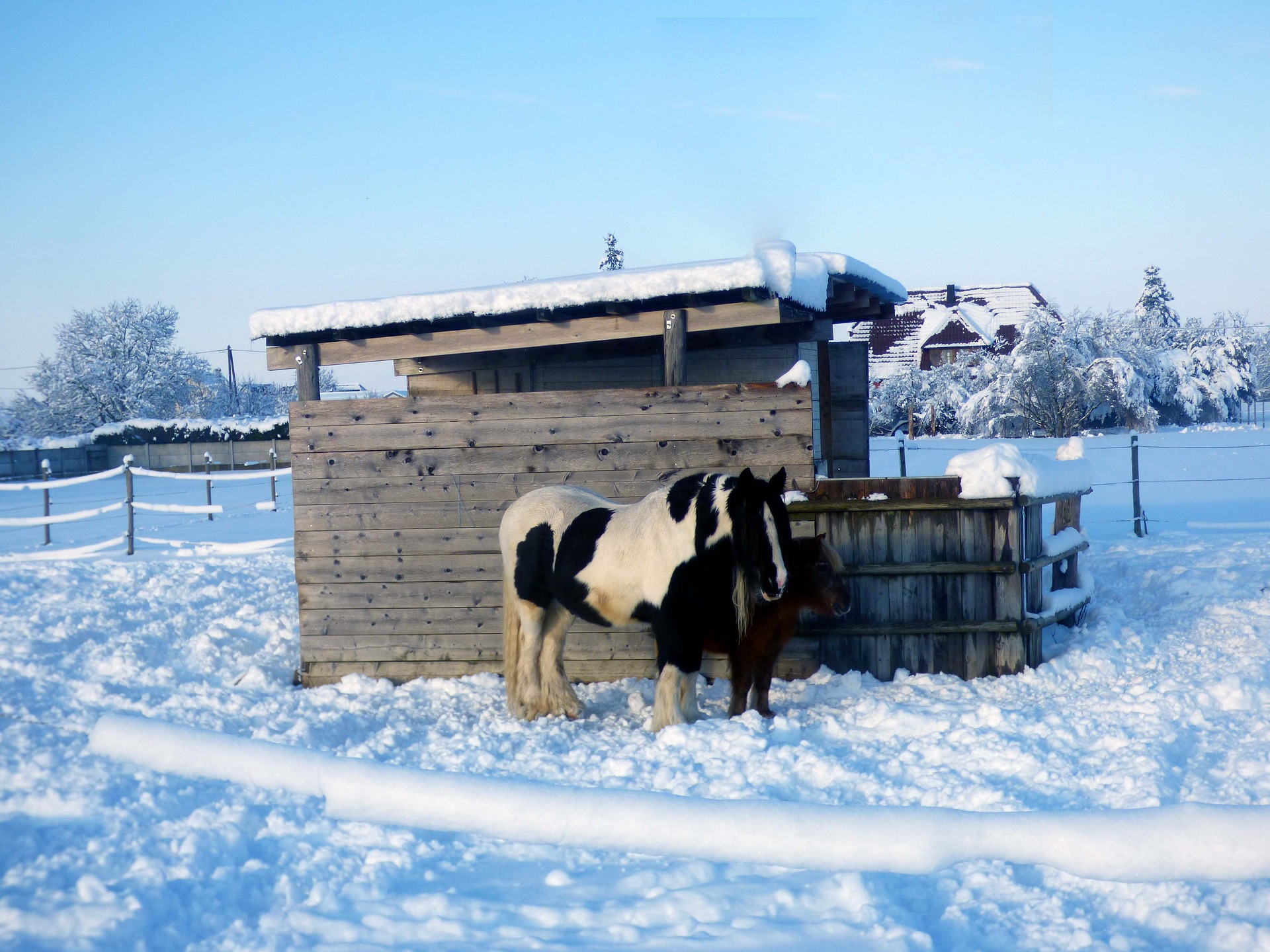 cavalli anziani inverno