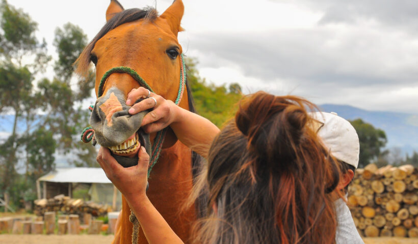 controllare la bocca del cavallo