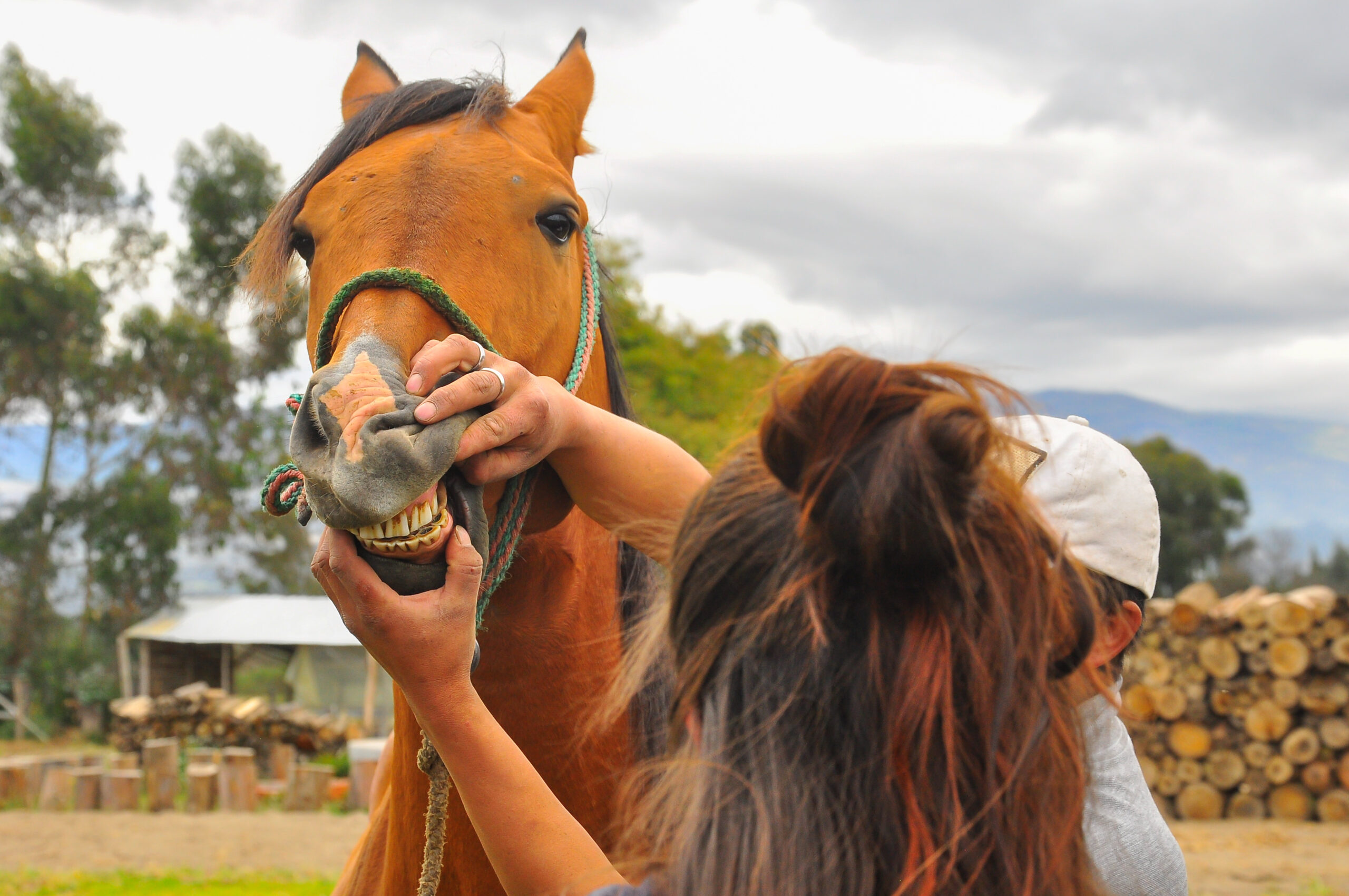 controllare la bocca del cavallo