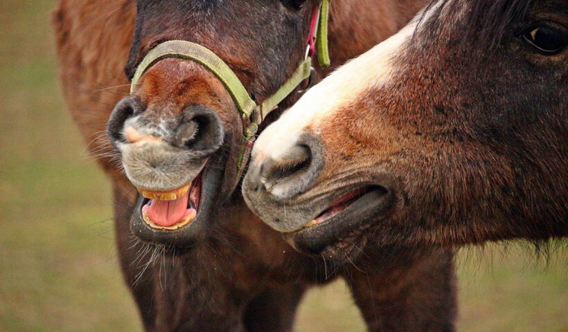 a caval donato non si guarda in bocca