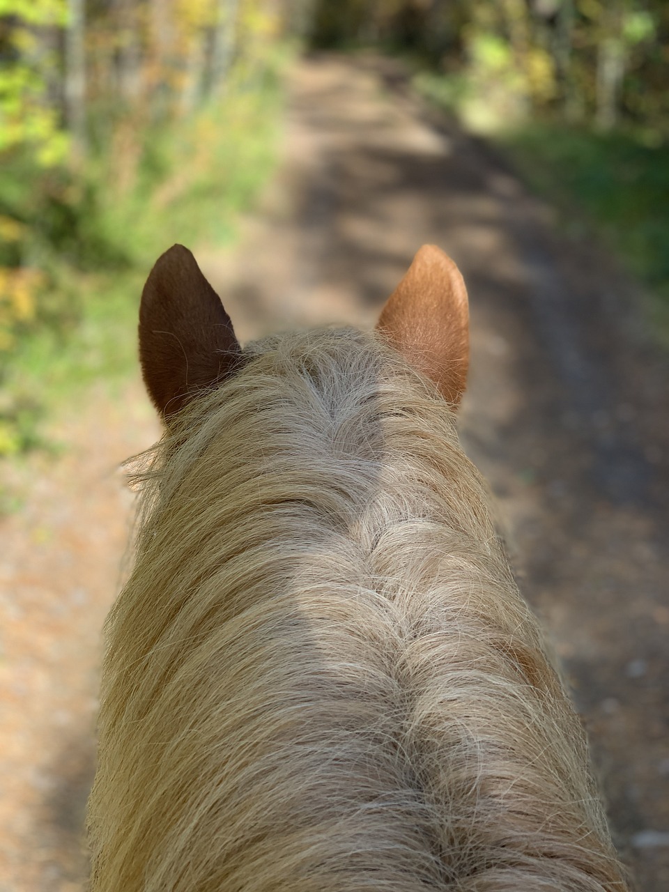 cavallo inciampa