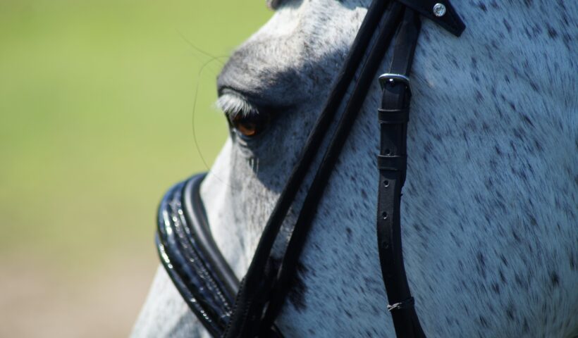 cavallo rifiuta l'imboccatura