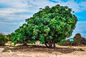 carrubo albero