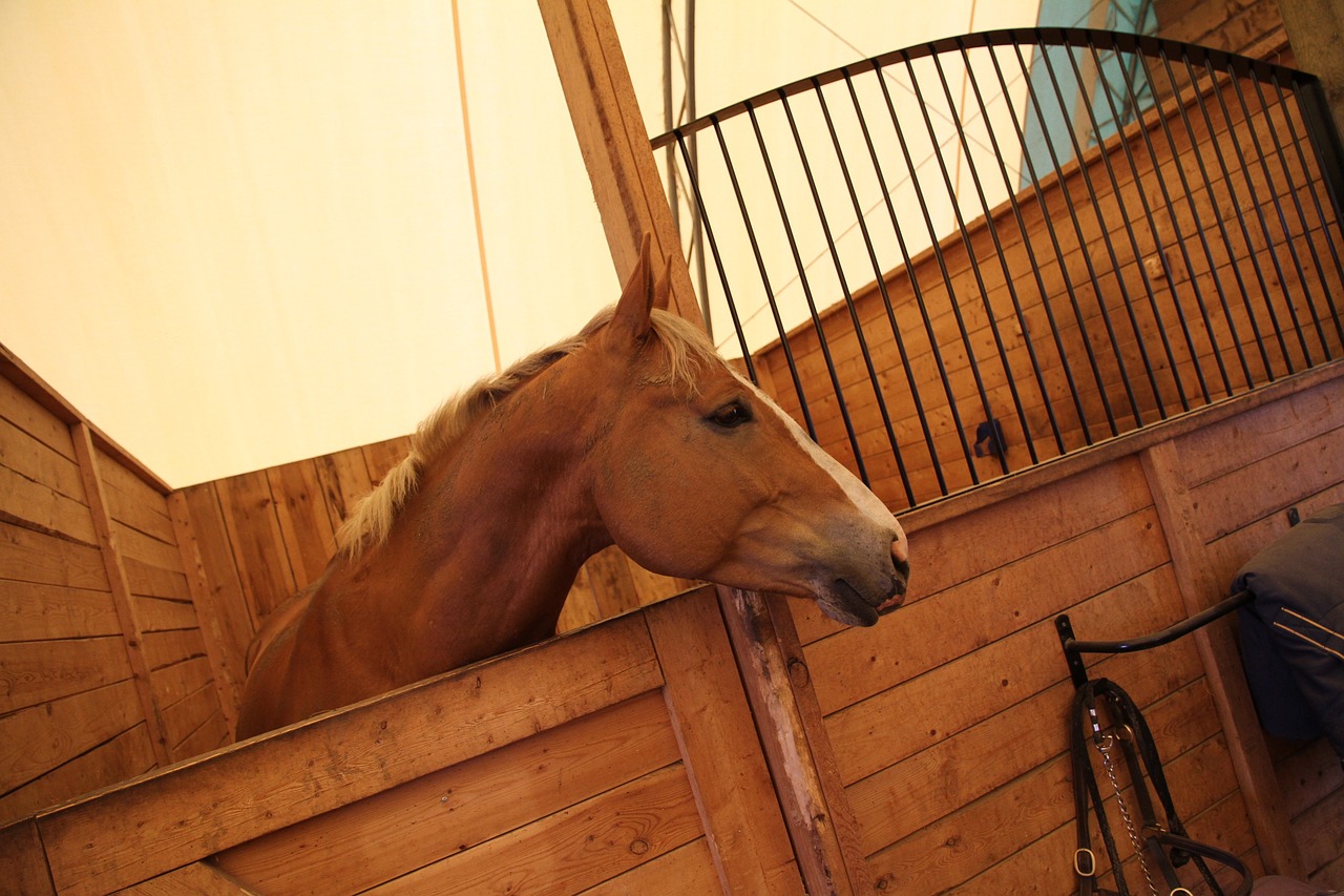 cavallo che batte lo zoccolo