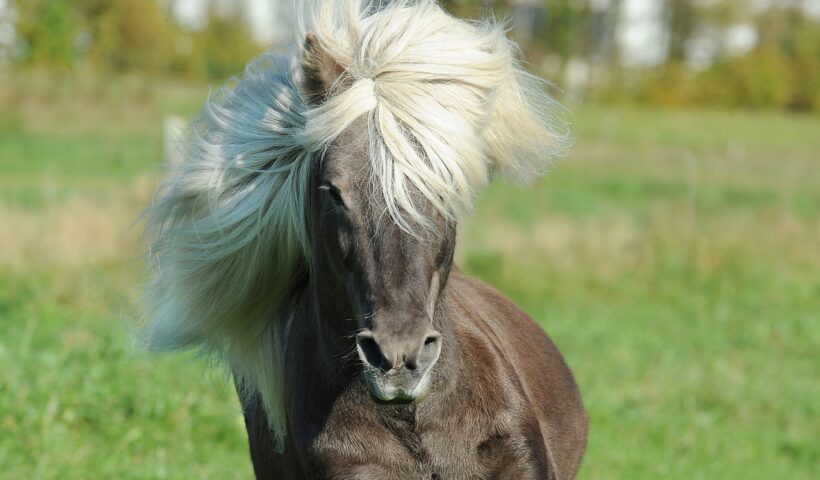 criniera del cavallo