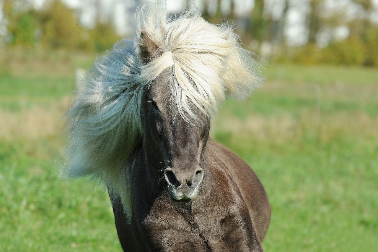 criniera del cavallo