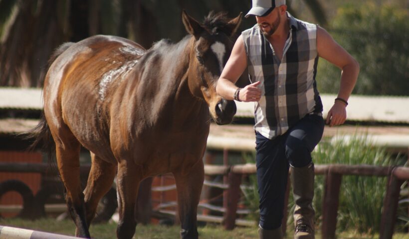 addestramento del cavallo