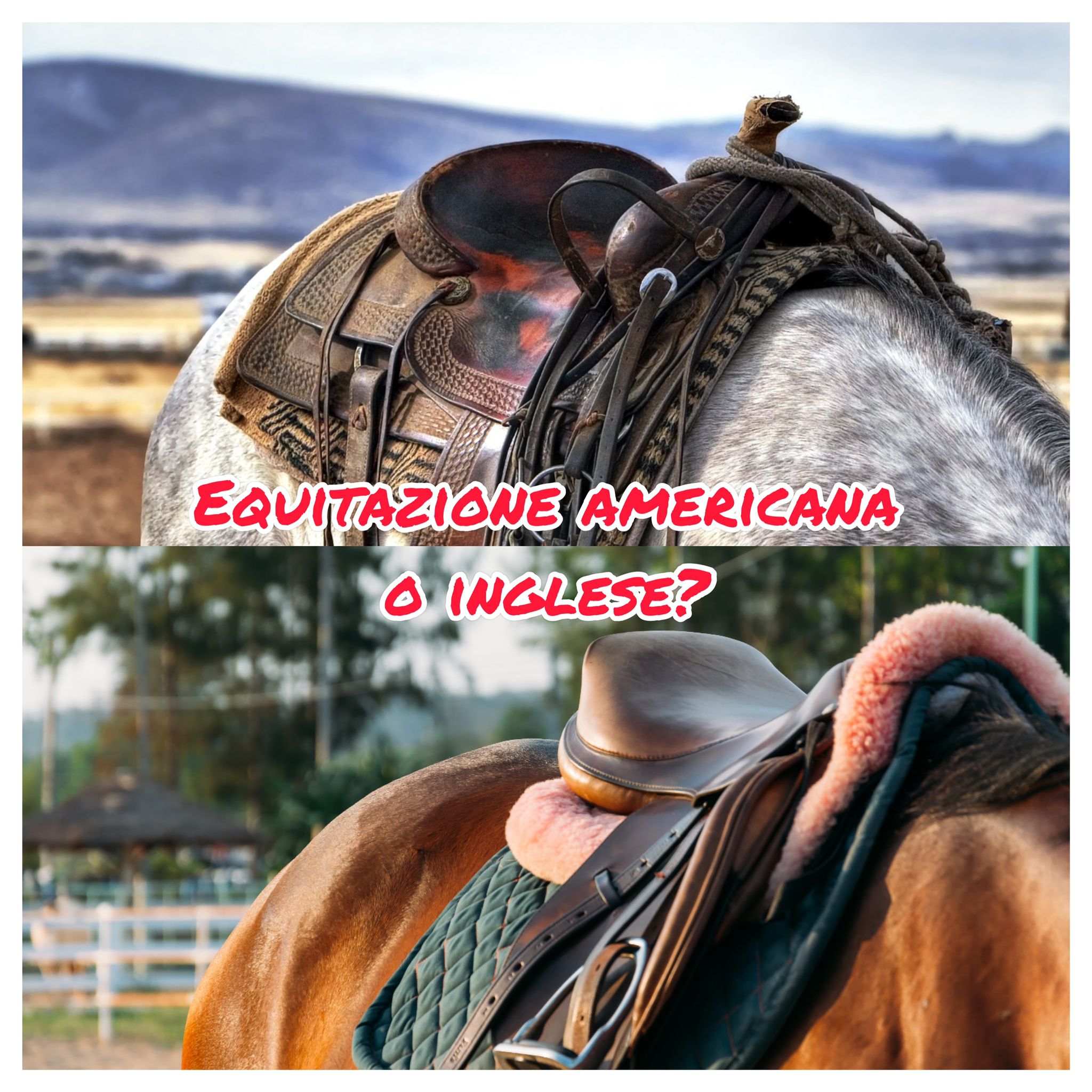 Equitazione americana o inglese? - Imisteridelcavallo