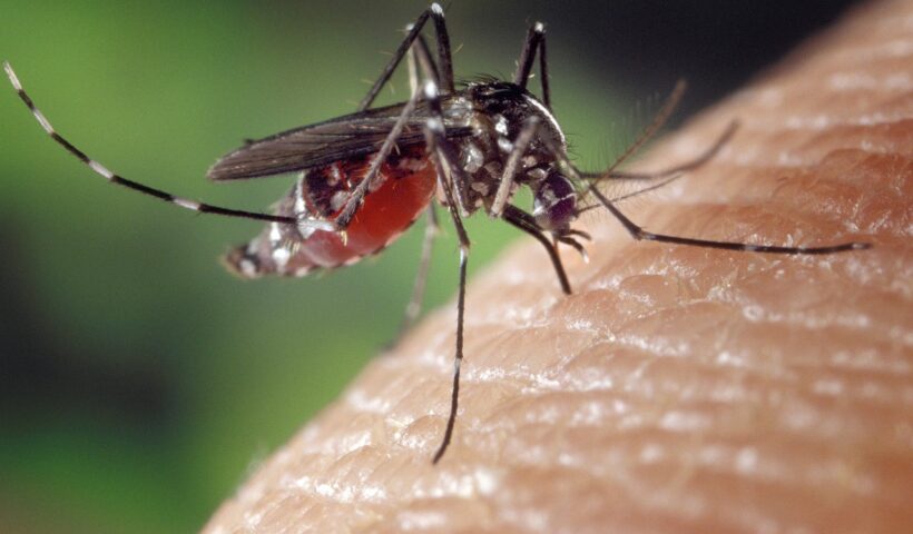 West Nile Virus