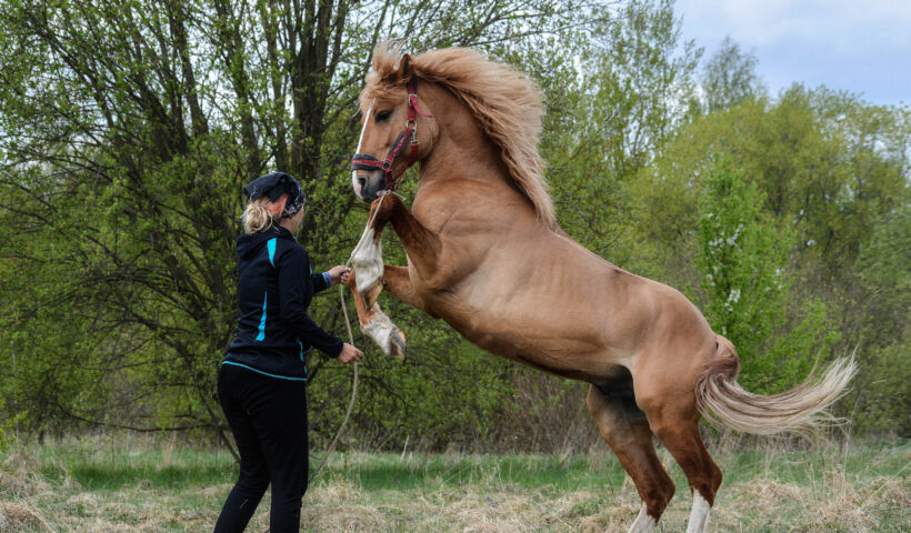 confondere il cavallo