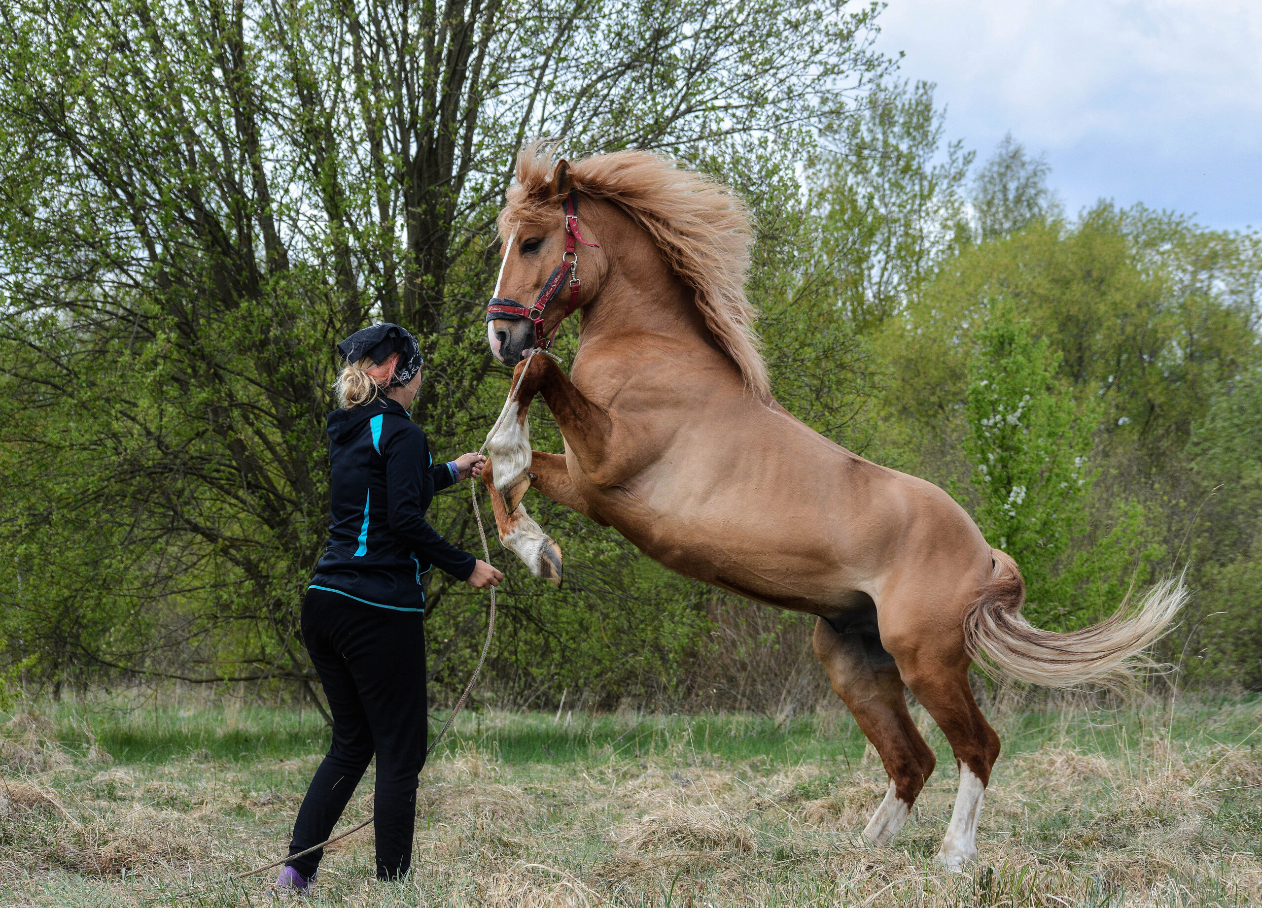 confondere il cavallo