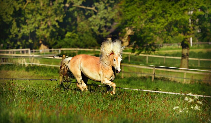 criniera del cavallo