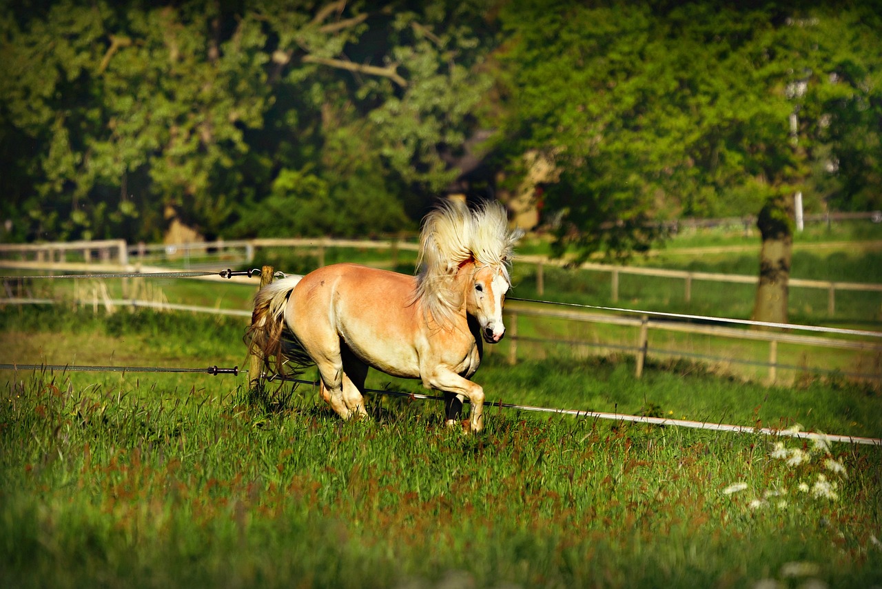 criniera del cavallo