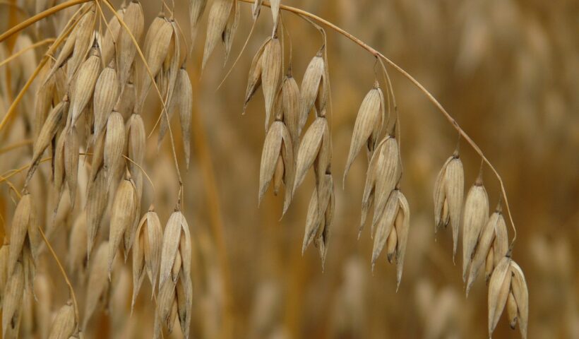 avena per cavalli