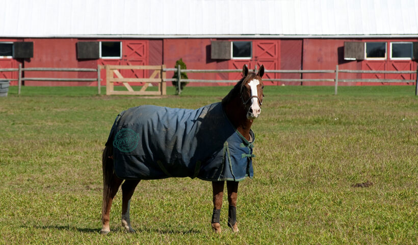 coperte terapeutiche per cavalli