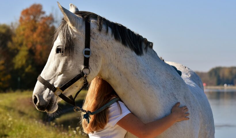 amore per i cavalli