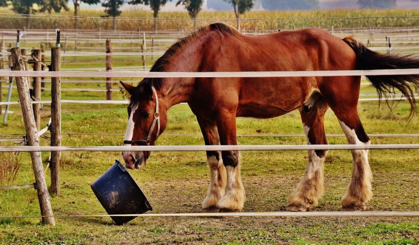 cavallo rifiuta il cibo