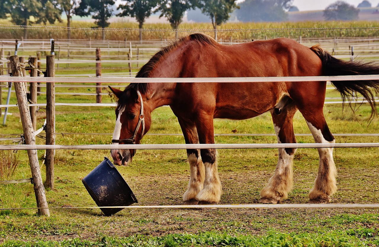 cavallo rifiuta il cibo