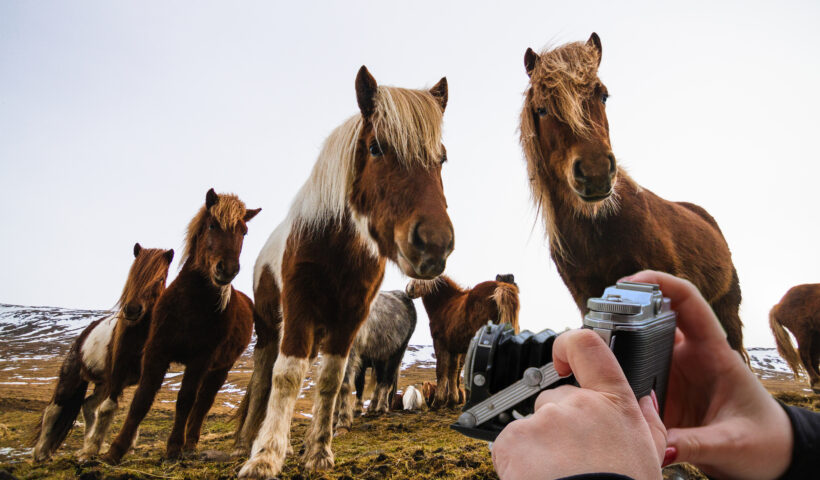 concorso fotografico cavalli
