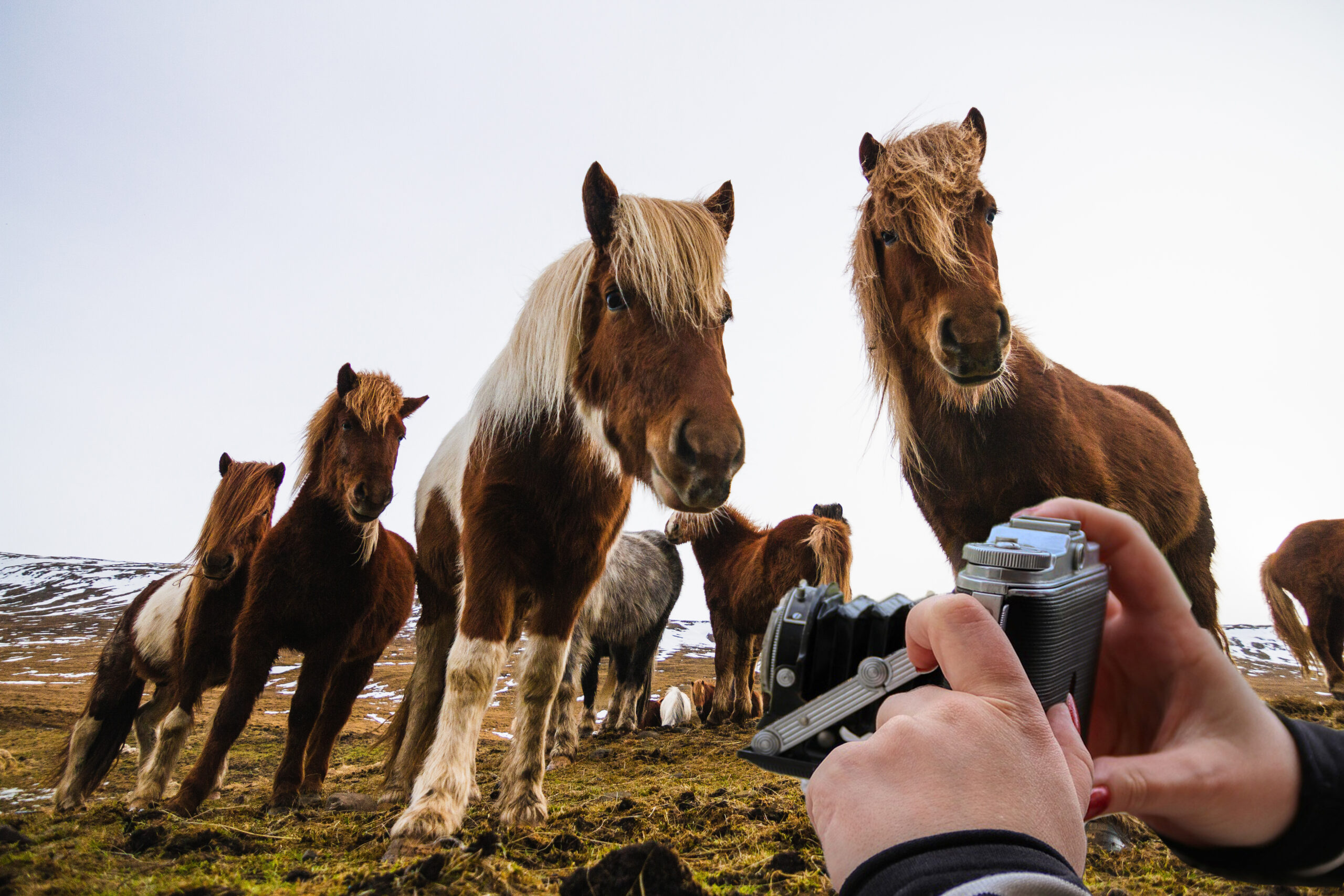 concorso fotografico cavalli