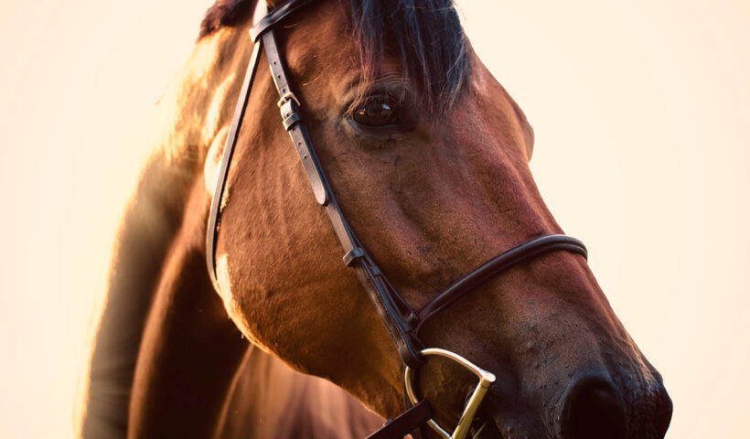 imboccatura cavallo