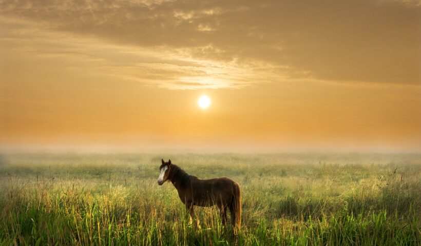 uomo cavallo