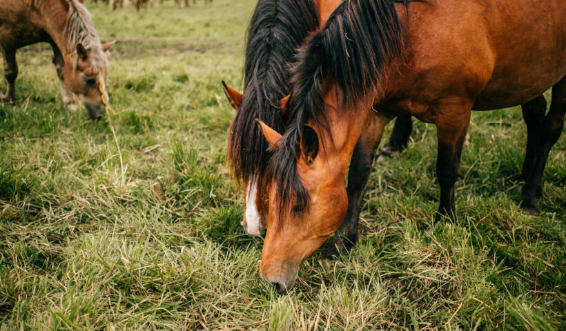 stimolare l'appetito del cavallo
