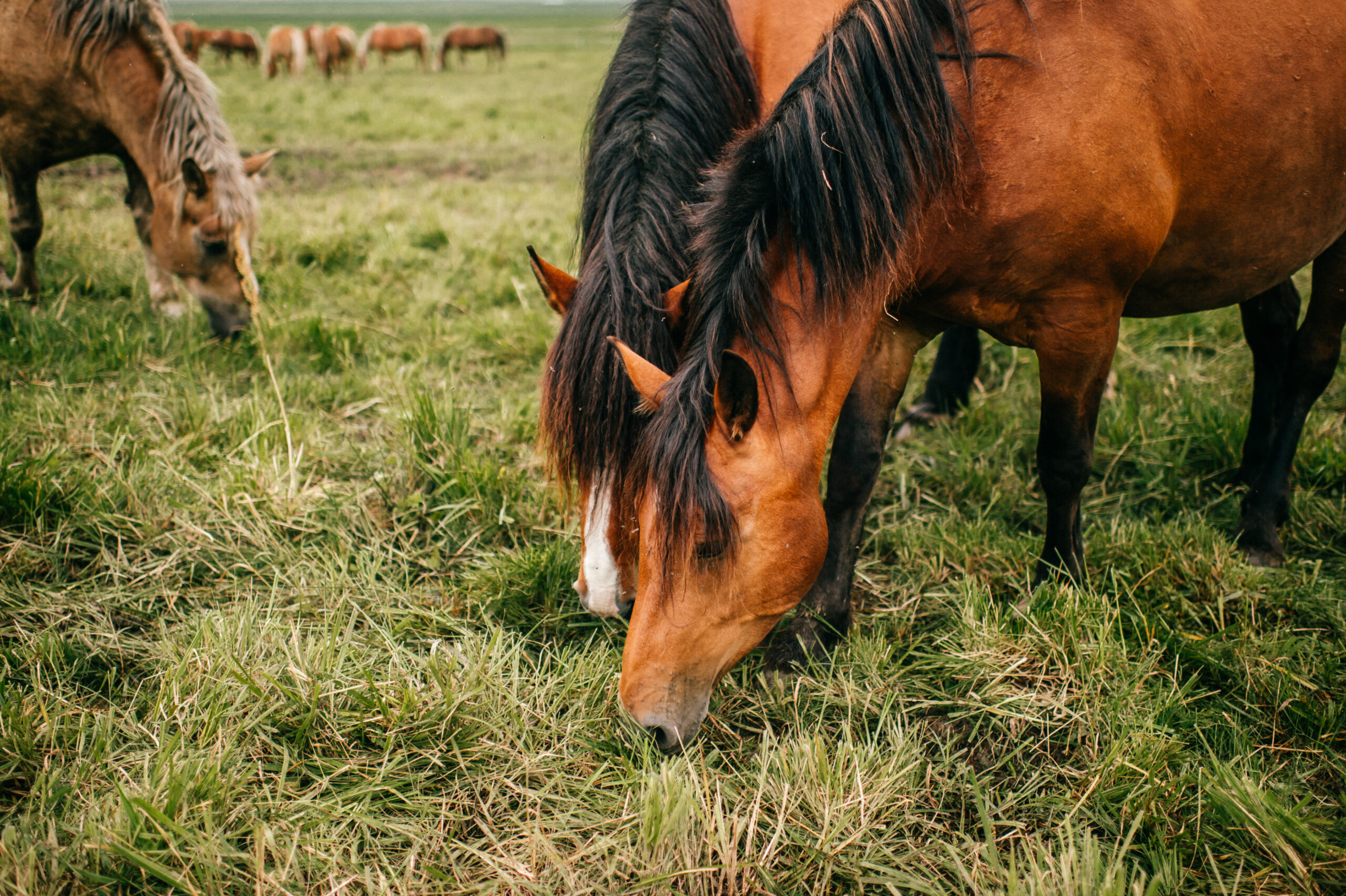 stimolare l'appetito del cavallo