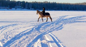 Periodo invernale: cose da fare con il vostro cavallo