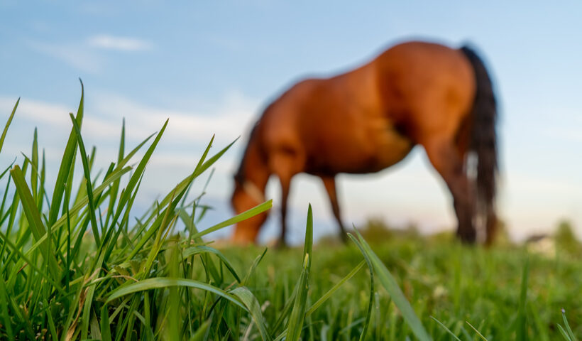 alimentazione del cavallo