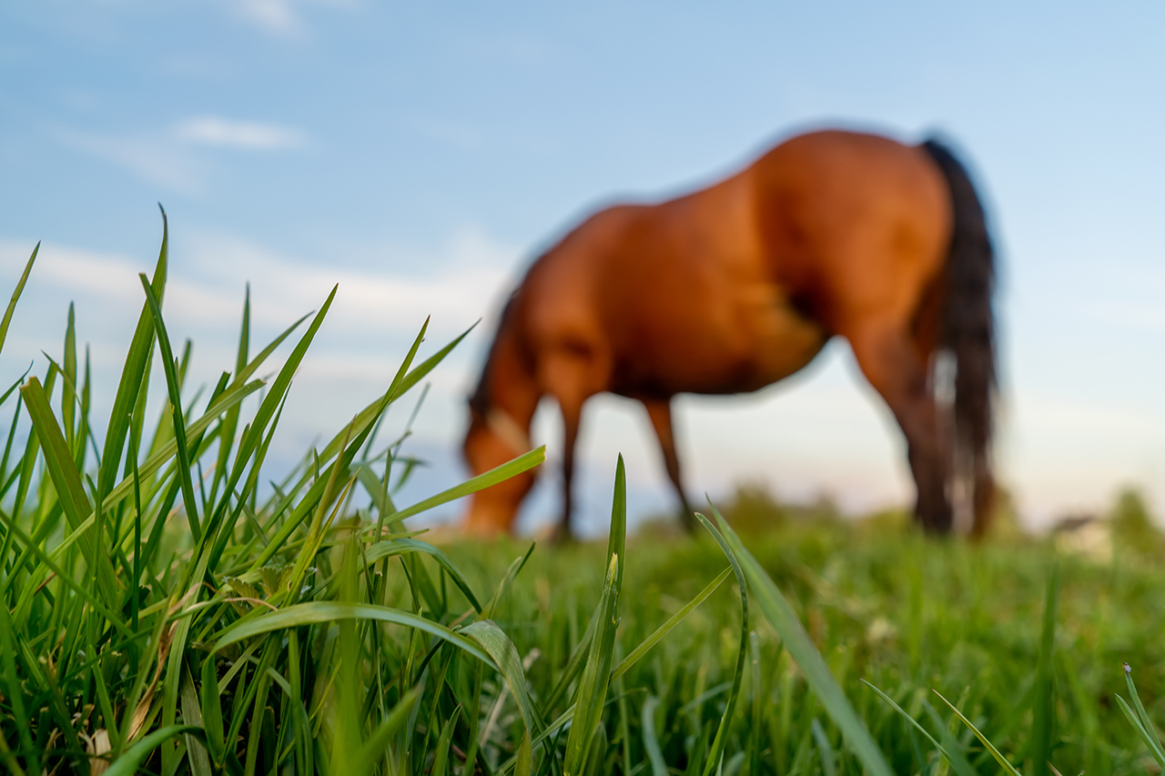 alimentazione del cavallo