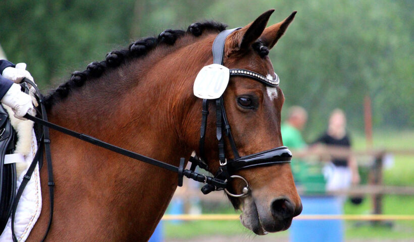 contato conla bocca del cavallo