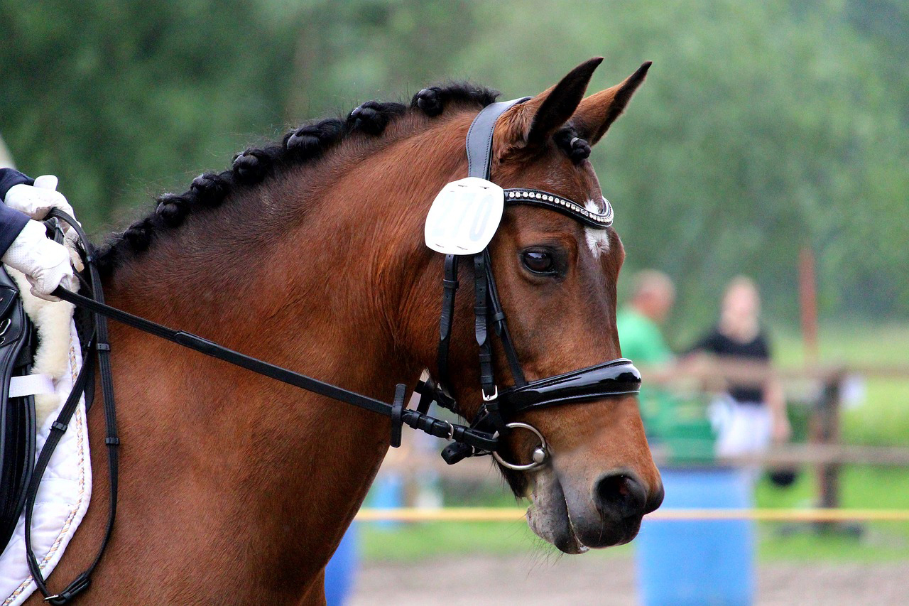 contato conla bocca del cavallo