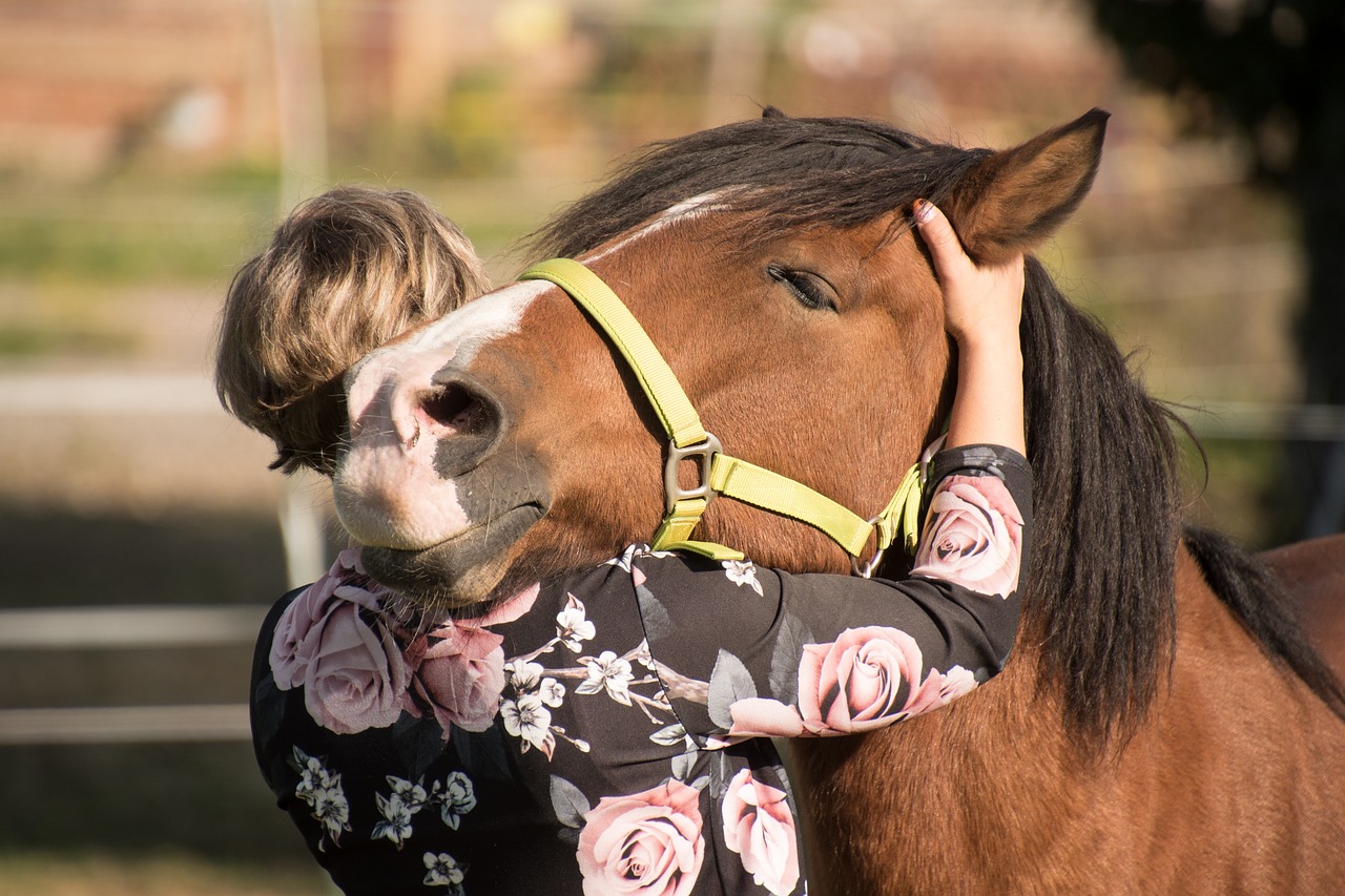 desensibilizzazione cavallo