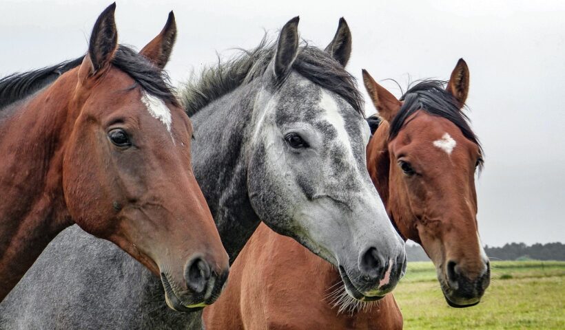 gruppo di cavalli