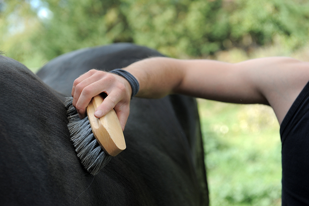 toelettatura cavallo
