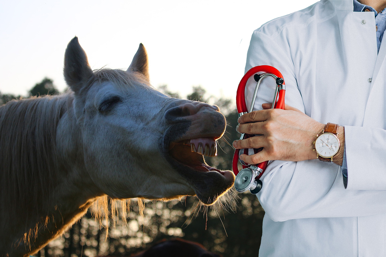 tosse nel cavallo