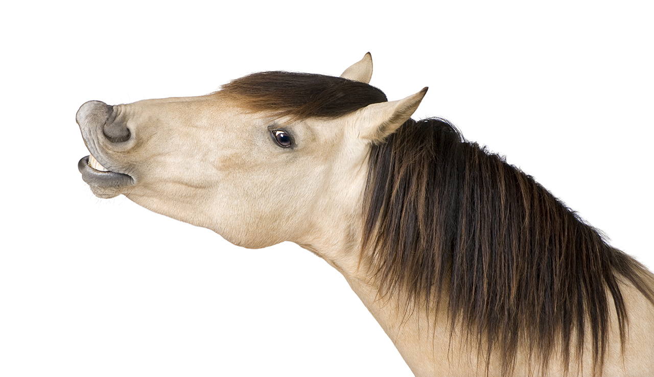 incollatura del cavallo