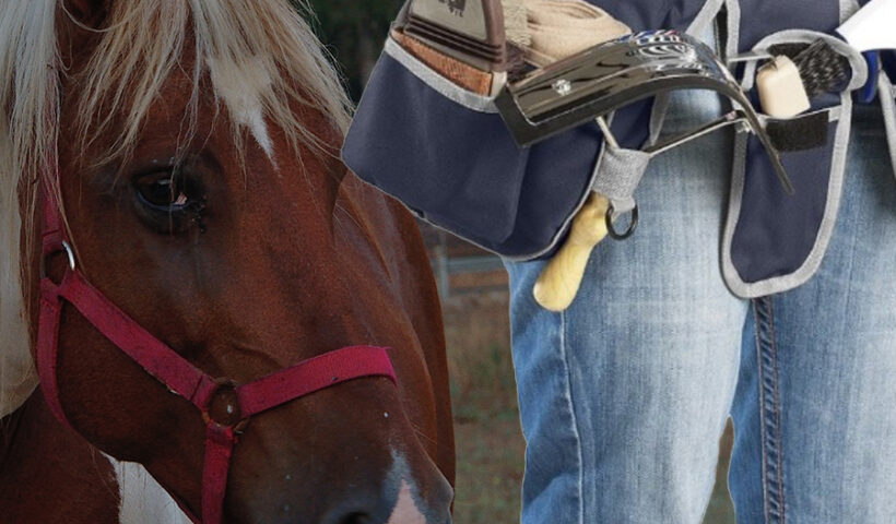 manto del cavallo: cambiamenti stagionali