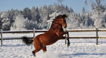Comportamento del cavallo: perché è esuberante in inverno?
