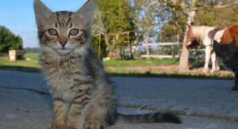 Perché adottare un gatto è una scelta vincente per una scuderia
