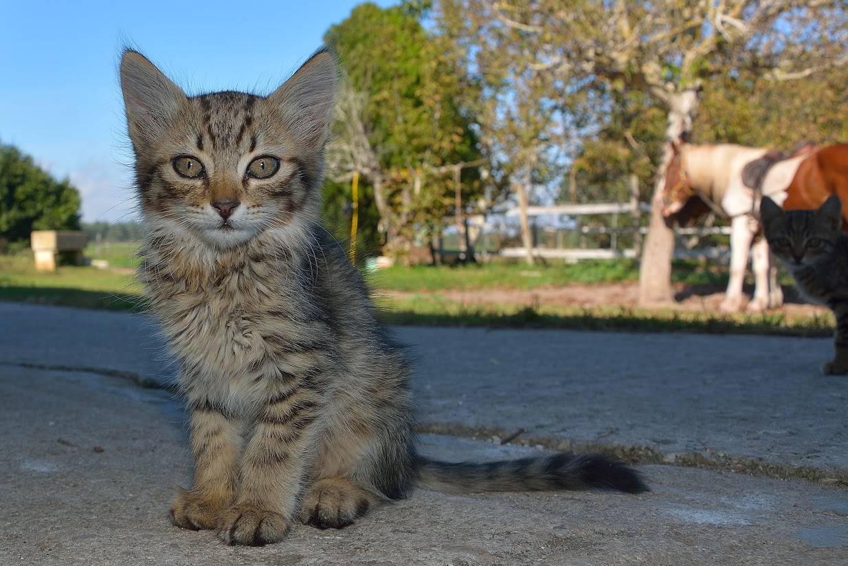 adottare un gatto da scuderia