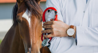 Benessere del cavallo. Infiammazione: cause, sintomi e rimedi