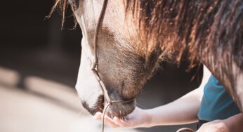 Comportamento del cavallo: valutare il problema per scegliere l’azione giusta