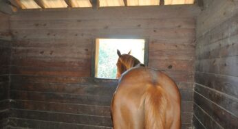 Cavallo nel box: come farlo uscire quando si trova nell’angolo opposto