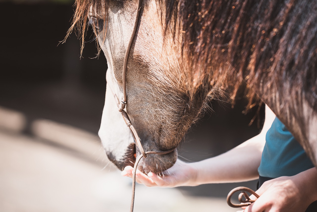 valutare comportamento del cavallo