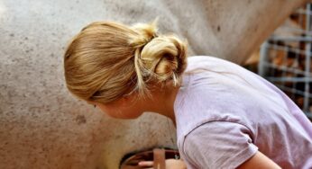 Fiaccatura cavallo: cause, sintomi e rimedi