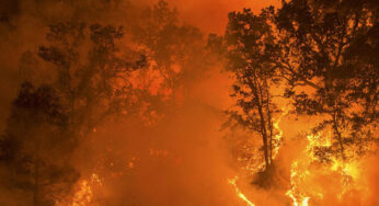 Incendio California: immagini strazianti dell’evacuazione dei cavalli