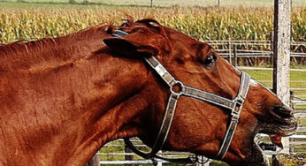 Morso del cavallo: effetti, trattamenti e prevenzione delle infezioni