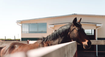 Valutare il carattere del cavallo: la chiave per un addestramento efficace